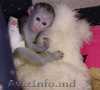 детские карликовый мартышка обезьян для продажи принятия